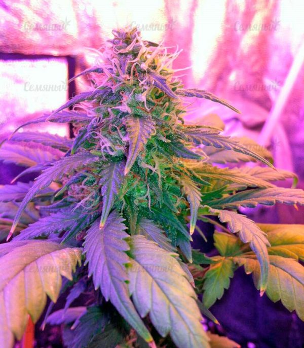 Семена сорта Anesthesia (Pyramid Seeds) — изображение 8