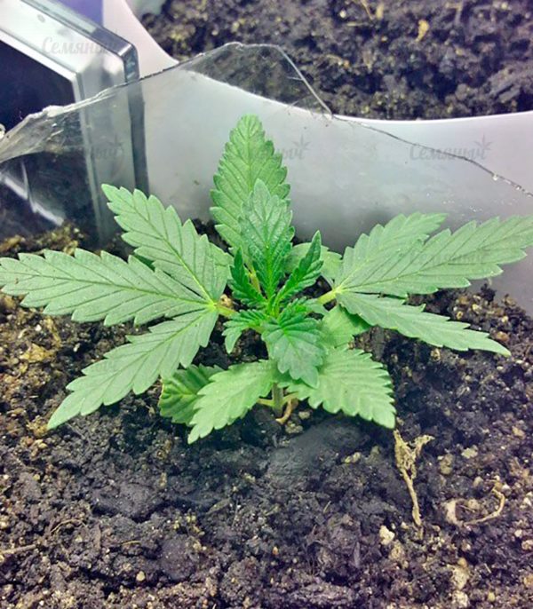 Семена сорта Anesthesia (Pyramid Seeds) — изображение 9