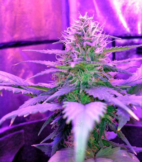 Семена сорта Anesthesia (Pyramid Seeds) — изображение 10