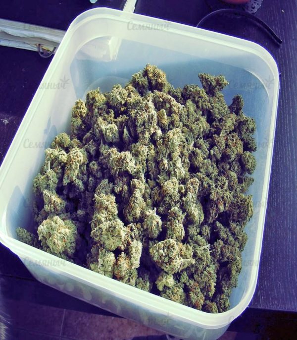 Семена сорта Anesthesia (Pyramid Seeds) — изображение 11