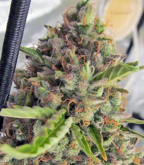 Семена сорта Lemon OG Haze (Nirvana Seeds) — изображение 6