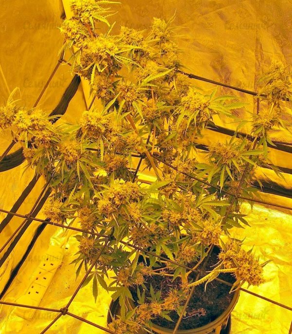 Семена сорта Lemon OG Haze (Nirvana Seeds) — изображение 8