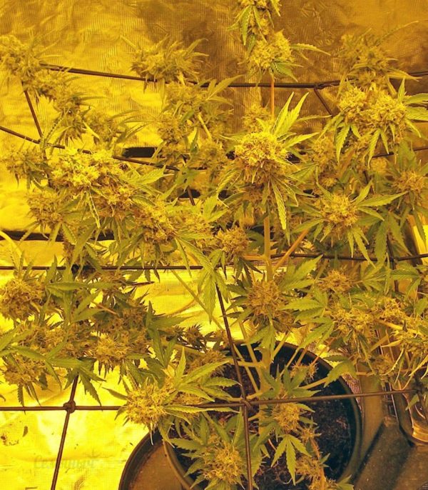 Семена сорта Lemon OG Haze (Nirvana Seeds) — изображение 9