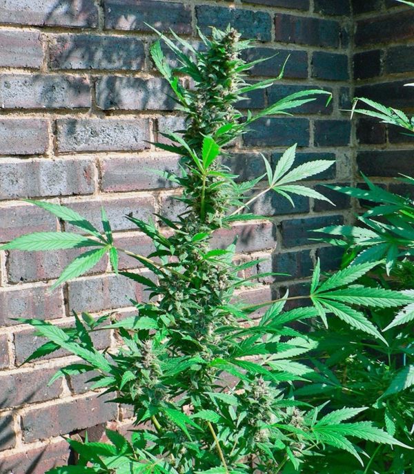 Семена сорта Lemon OG Haze (Nirvana Seeds) — изображение 10