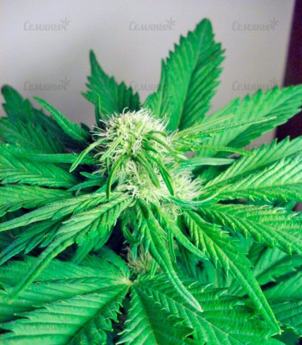 Семена сорта Auto Big Angel (Victory Seeds) — изображение 5