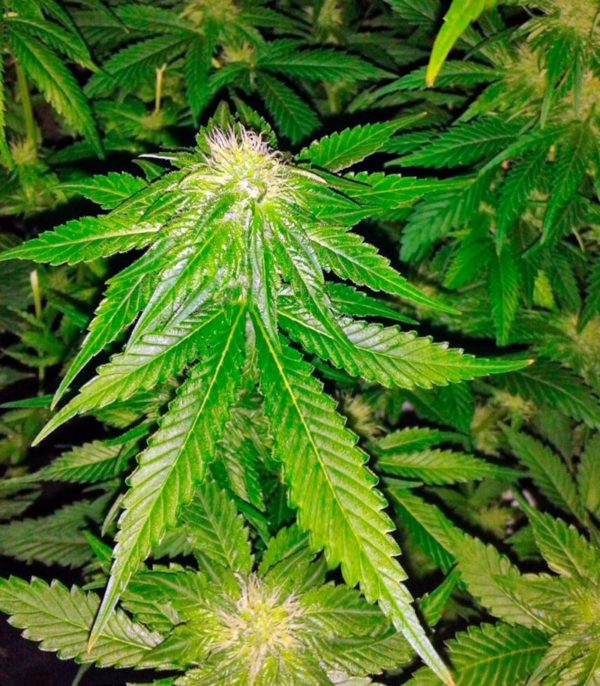 Семена сорта Auto Big Angel (Victory Seeds) — изображение 6
