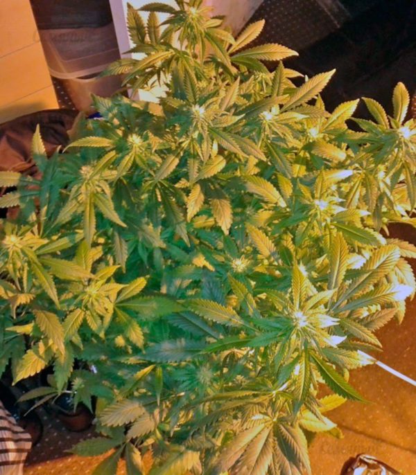 Семена сорта Auto Big Angel (Victory Seeds) — изображение 7