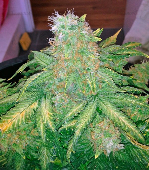 Семена сорта Auto Big Angel (Victory Seeds) — изображение 8