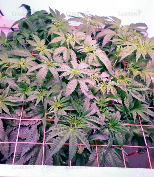 Семена сорта Bubblegum+ Pro (Victory Seeds) — изображение 5
