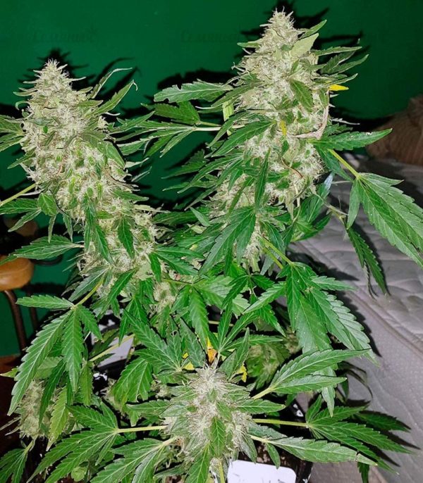 Семена сорта Bubblegum+ Pro (Victory Seeds) — изображение 6