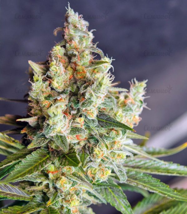 Семена сорта Bubblegum+ Pro (Victory Seeds) — изображение 7