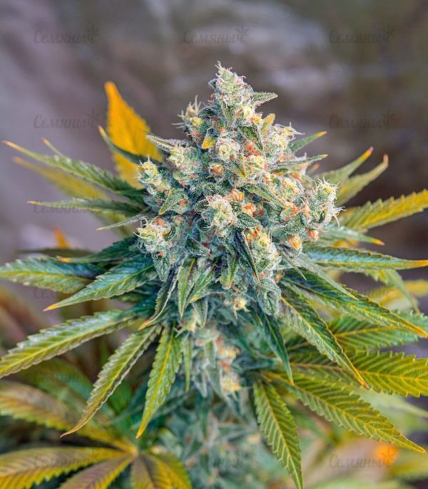 Семена сорта Bubblegum+ Pro (Victory Seeds) — изображение 8