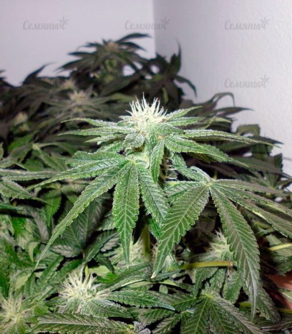Семена сорта Bubblegum+ Pro (Victory Seeds) — изображение 9
