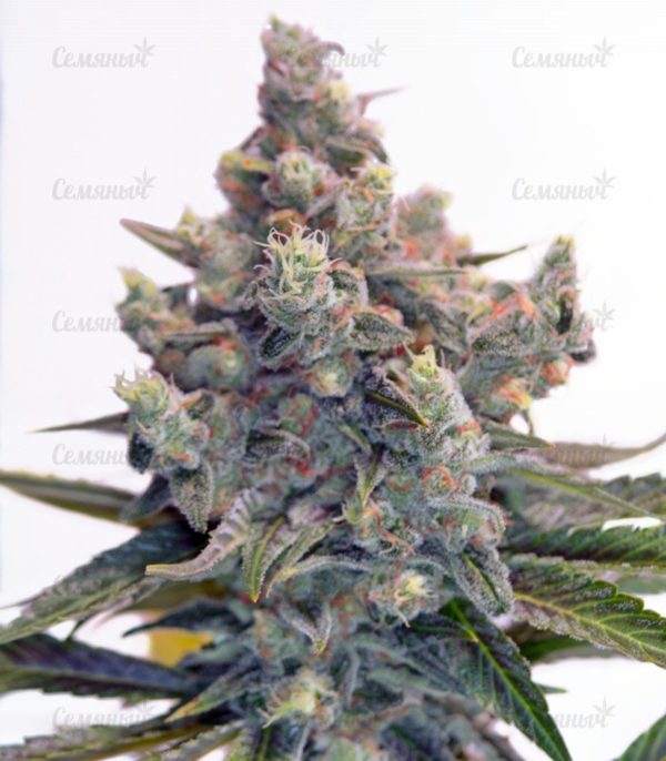Семена сорта Bubblegum+ Pro (Victory Seeds) — изображение 10