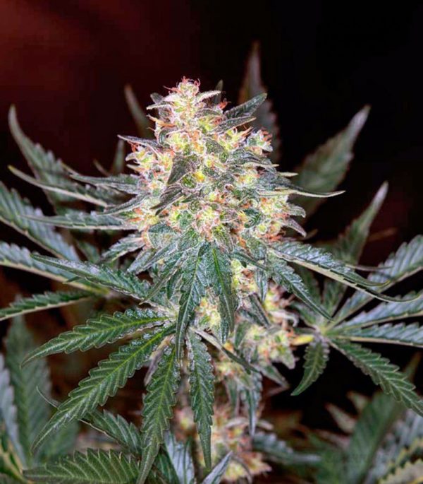 Семена сорта Sativa's Sour Diesel — изображение 5
