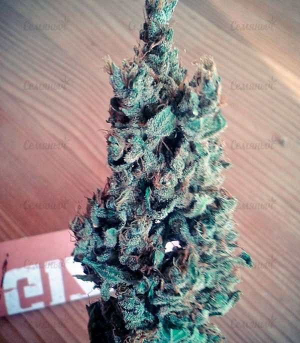 Семена сорта Sativa's Sour Diesel — изображение 7