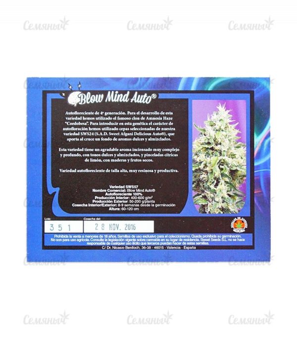 Семена сорта Maxi Haze auto — изображение 3