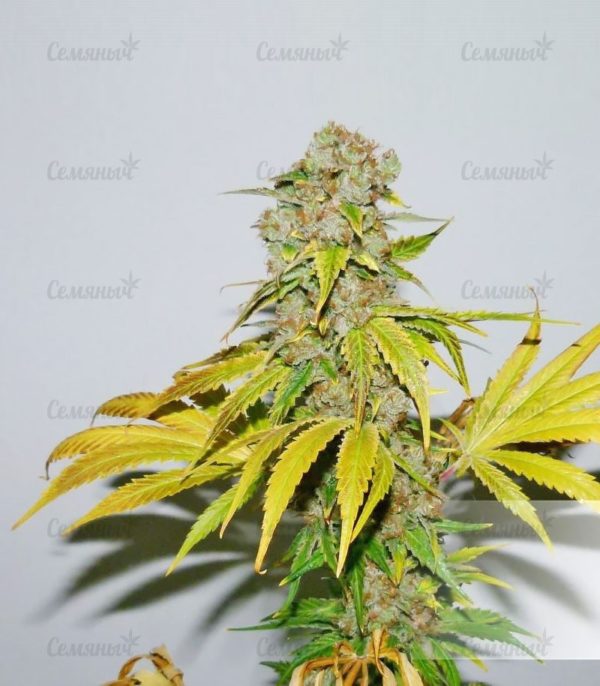Семена сорта Girl Scout Cookies auto (FastBuds) — изображение 4