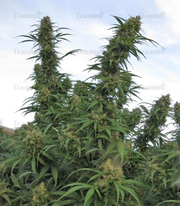 Семена сорта Girl Scout Cookies auto (FastBuds) — изображение 5