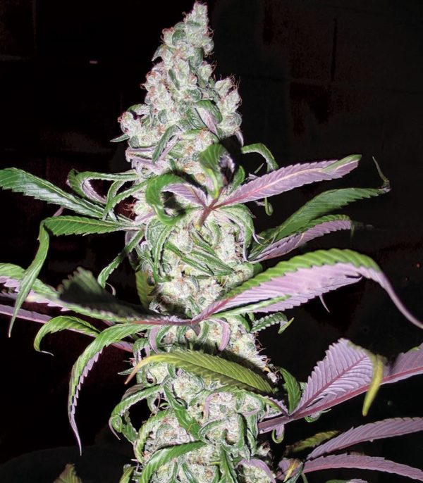 Семена сорта Girl Scout Cookies auto (FastBuds) — изображение 6