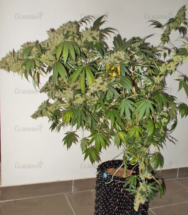 Семена сорта Girl Scout Cookies auto (FastBuds) — изображение 7