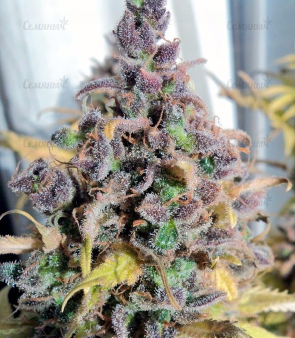 Семена сорта Indigo Berry Kush (Sweet Seeds) — изображение 4