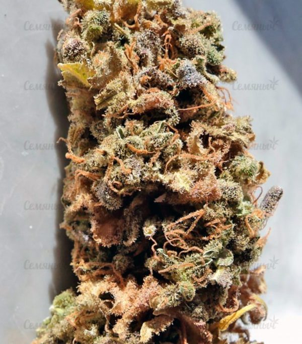 Семена сорта Indigo Berry Kush (Sweet Seeds) — изображение 5
