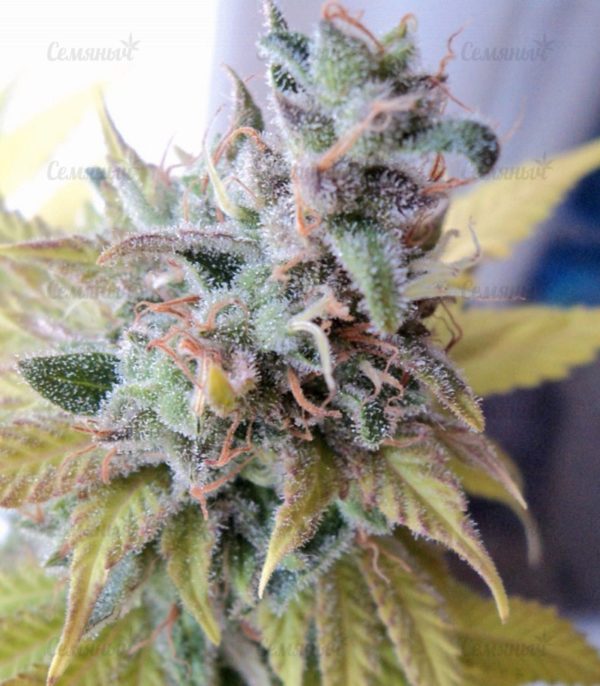 Семена сорта Indigo Berry Kush (Sweet Seeds) — изображение 6