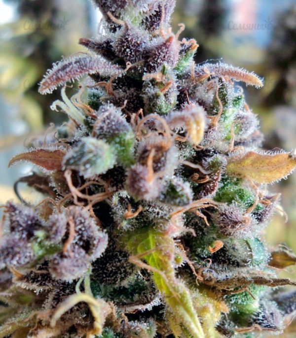 Семена сорта Indigo Berry Kush (Sweet Seeds) — изображение 7