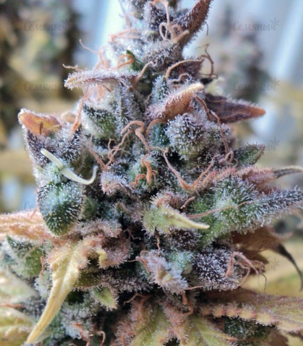 Семена сорта Indigo Berry Kush (Sweet Seeds) — изображение 8