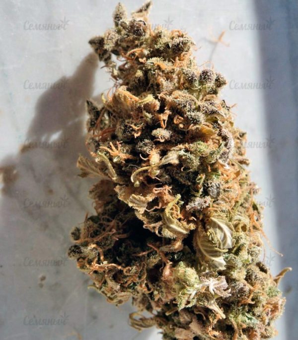 Семена сорта Indigo Berry Kush (Sweet Seeds) — изображение 9