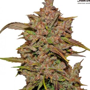 Семена сорта Crystal METH auto (FastBuds)