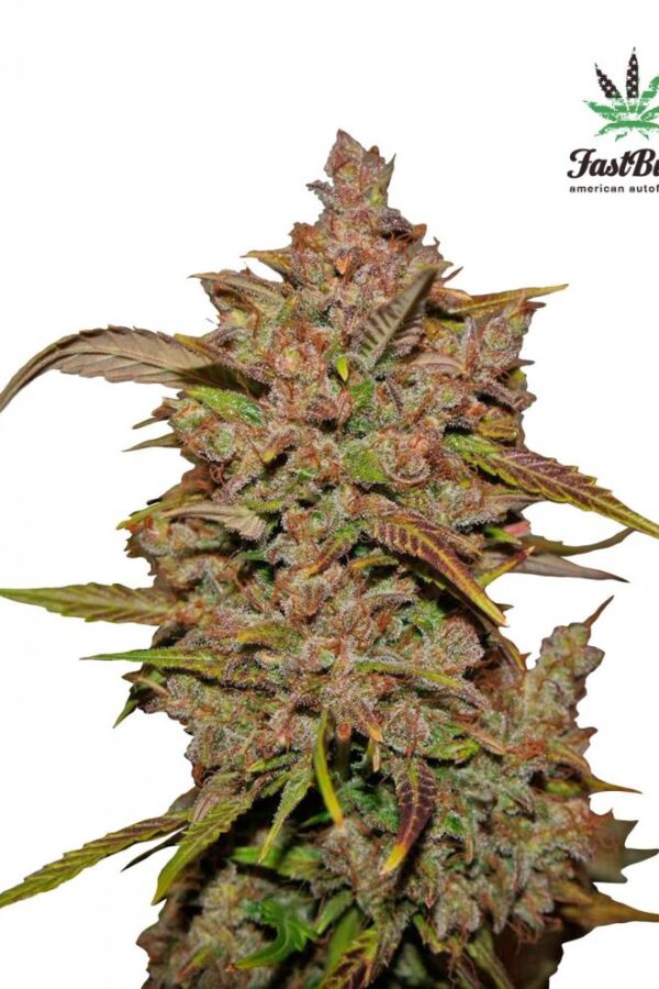 Семена сорта Crystal METH auto (FastBuds)
