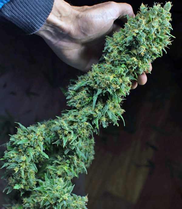 Семена сорта Fast Bud #2 Auto (Sweet Seeds) — изображение 4