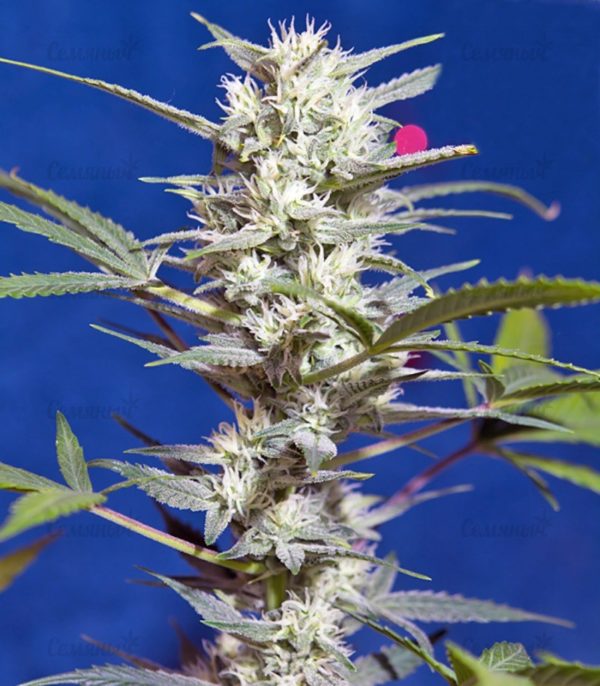 Семена сорта Fast Bud #2 Auto (Sweet Seeds) — изображение 5
