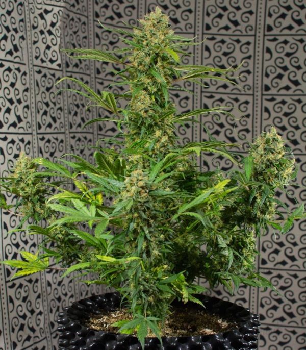 Семена сорта Fast Bud #2 Auto (Sweet Seeds) — изображение 6
