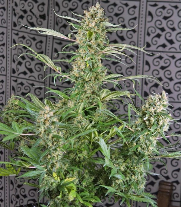 Семена сорта Fast Bud #2 Auto (Sweet Seeds) — изображение 8