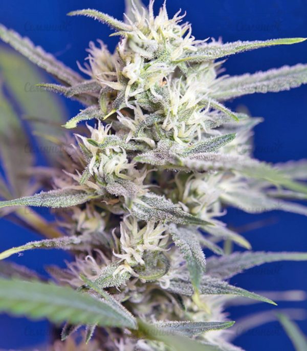 Семена сорта Fast Bud #2 Auto (Sweet Seeds) — изображение 9