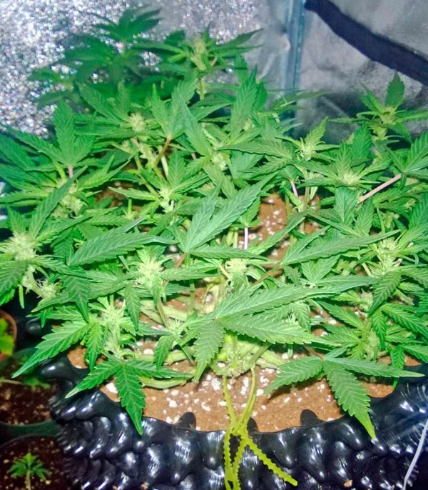 Семена сорта Crazy Miss Hyde (Samsara Seeds) — изображение 4