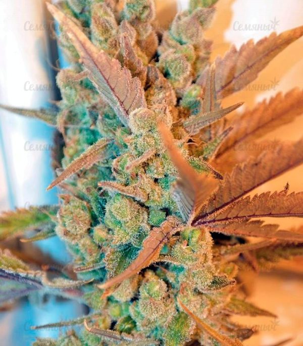 Семена сорта Crazy Miss Hyde (Samsara Seeds) — изображение 5