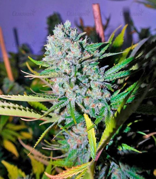 Семена сорта Crazy Miss Hyde (Samsara Seeds) — изображение 6