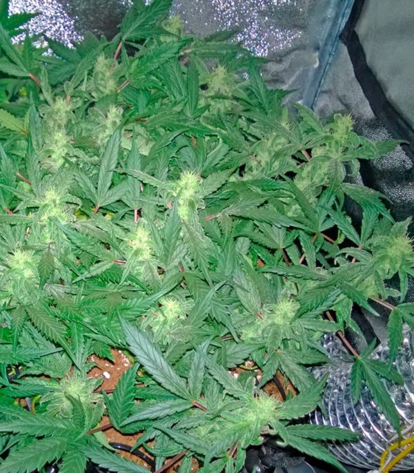 Семена сорта Crazy Miss Hyde (Samsara Seeds) — изображение 7
