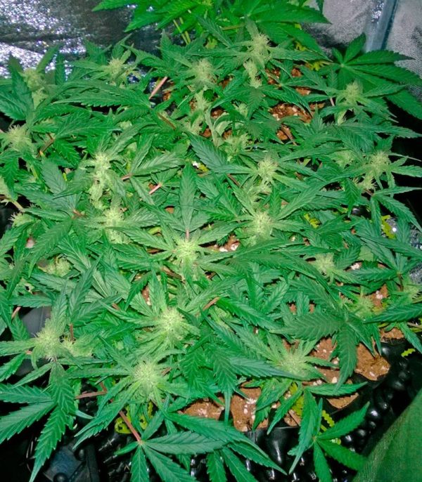 Семена сорта Crazy Miss Hyde (Samsara Seeds) — изображение 8