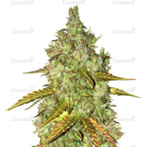 Семена сорта Chocobang fem (Delicious Seeds)
