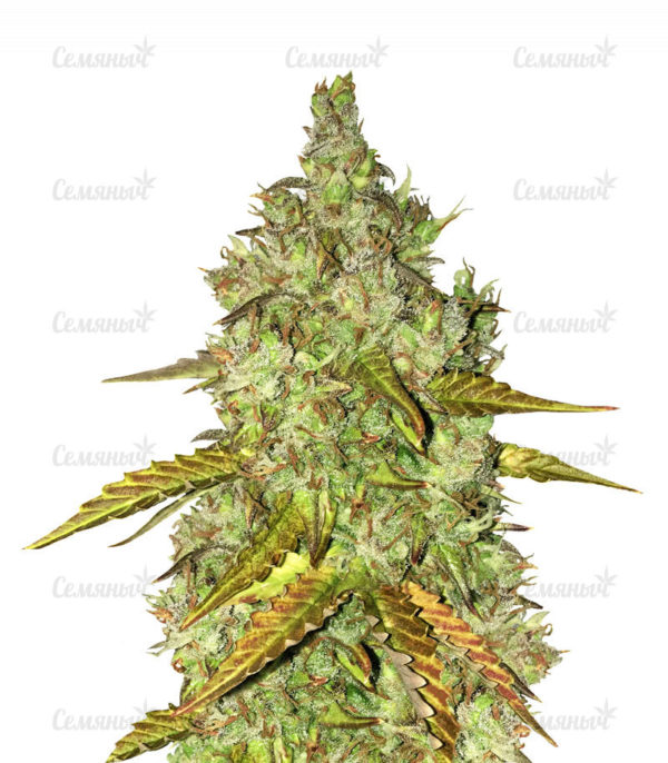 Семена сорта Chocobang fem (Delicious Seeds)
