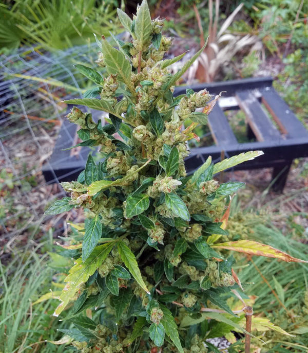 Семена сорта Chocobang fem (Delicious Seeds) — изображение 5