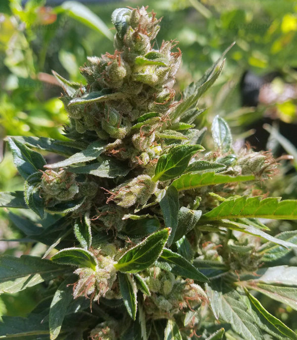 Семена сорта Chocobang fem (Delicious Seeds) — изображение 8