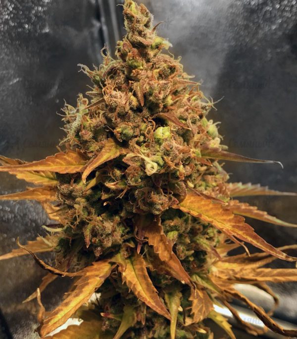 Семена сорта Chocobang fem (Delicious Seeds) — изображение 4