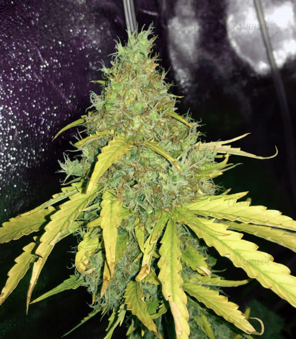 Семена сорта Chocobang fem (Delicious Seeds) — изображение 6