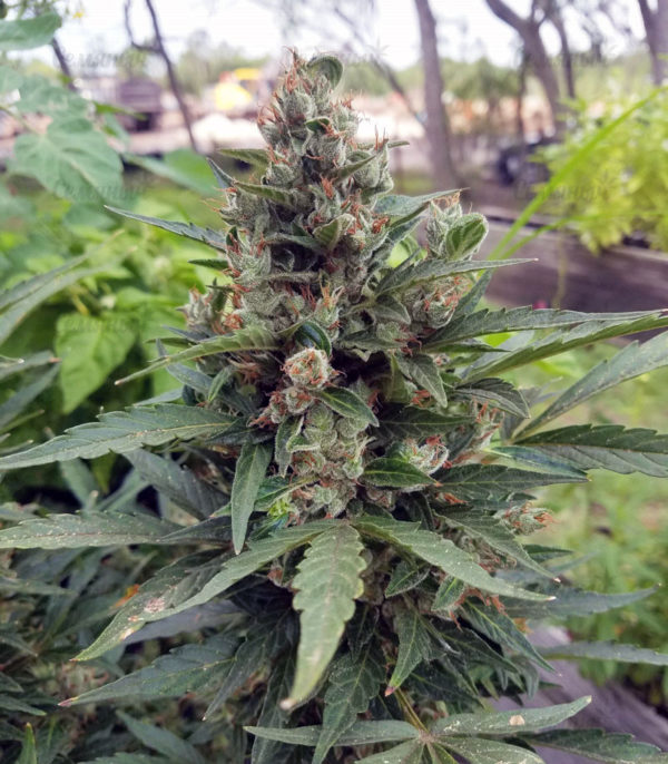 Семена сорта Chocobang fem (Delicious Seeds) — изображение 7